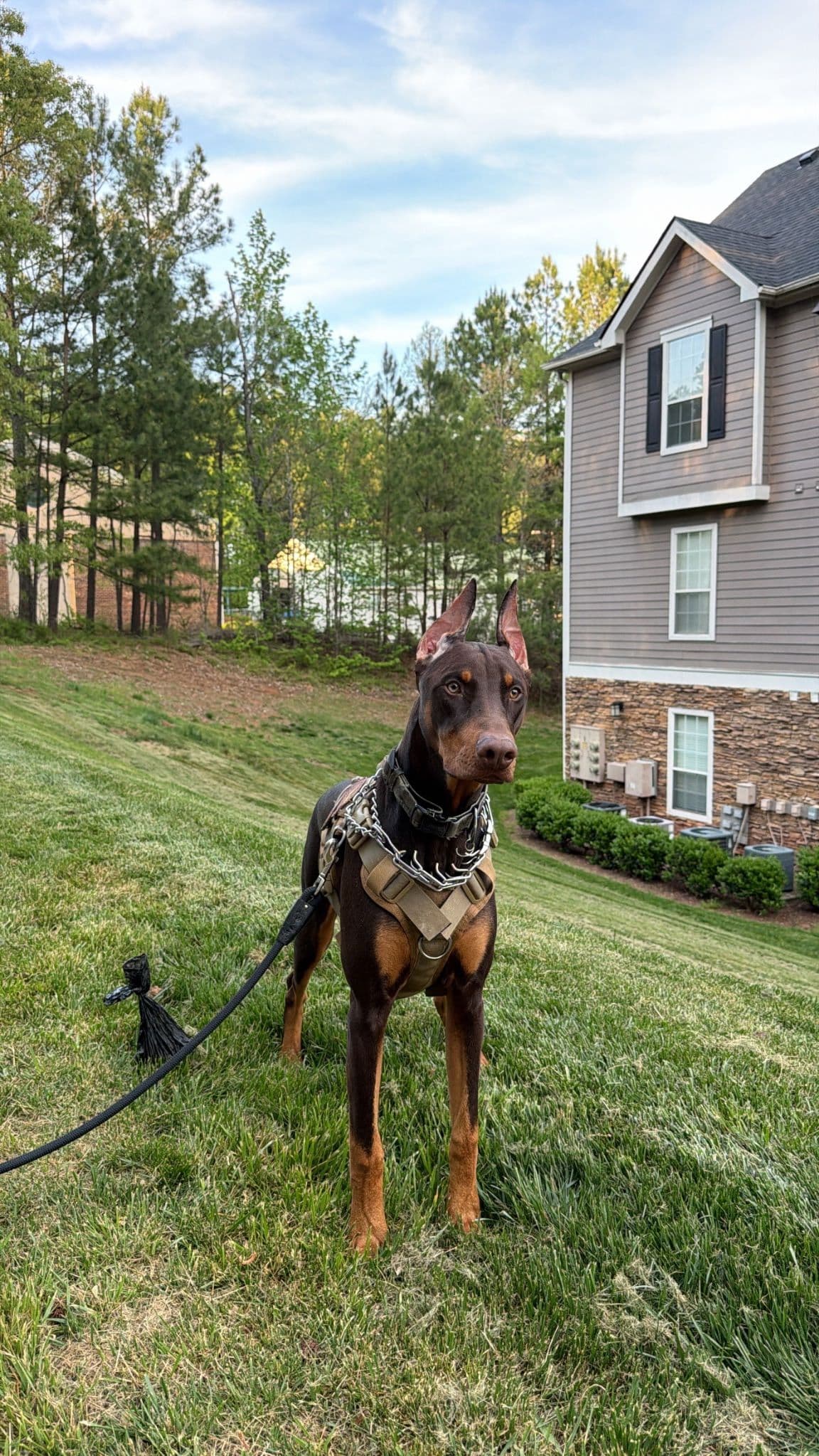 Doberman Pinscher Puppies breeder image 4