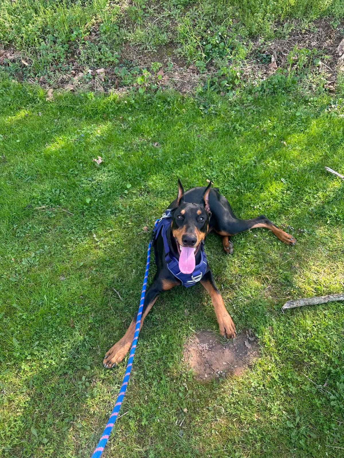 Doberman Pinscher Puppies breeder image 5