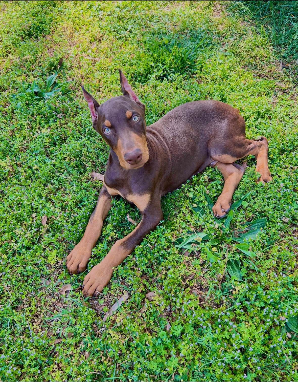 Doberman Pinscher Puppies breeder image 7