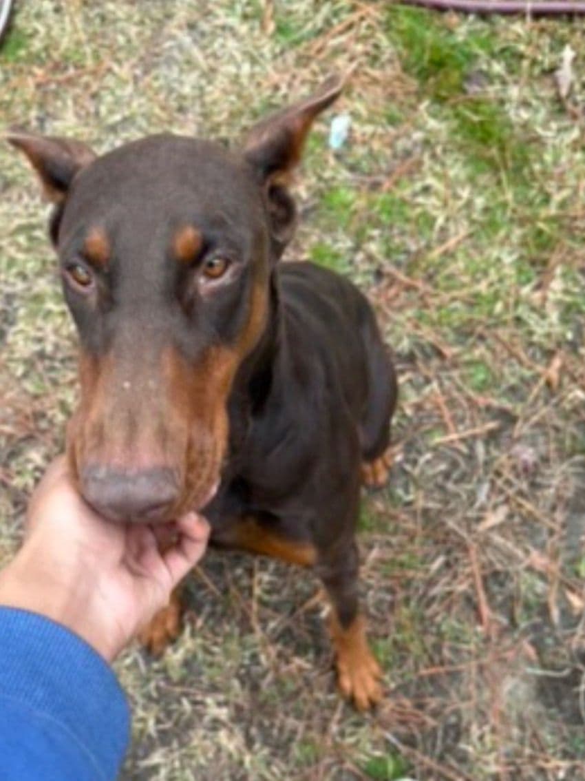 Doberman Pinscher Puppies breeder image 6