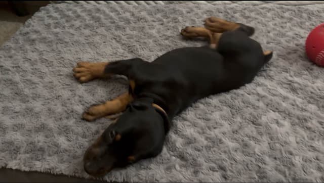 Doberman Pinscher Puppies media 2