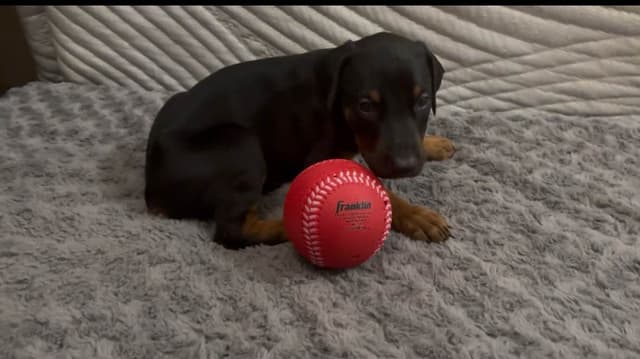 Doberman Pinscher Puppies media 3