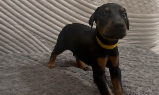 Doberman Pinscher Puppies media 5