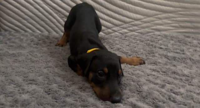 Doberman Pinscher Puppies media 4