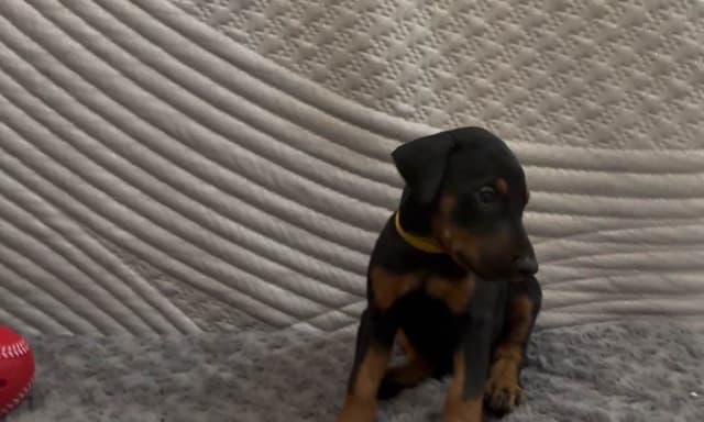 Doberman Pinscher Puppies media 7