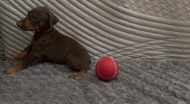 Doberman Pinscher Puppies media 12