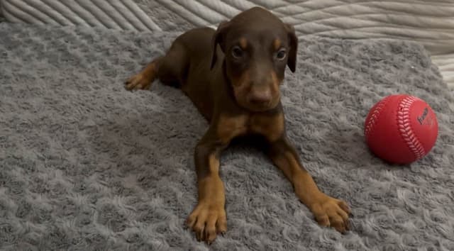 Doberman Pinscher Puppies media 11