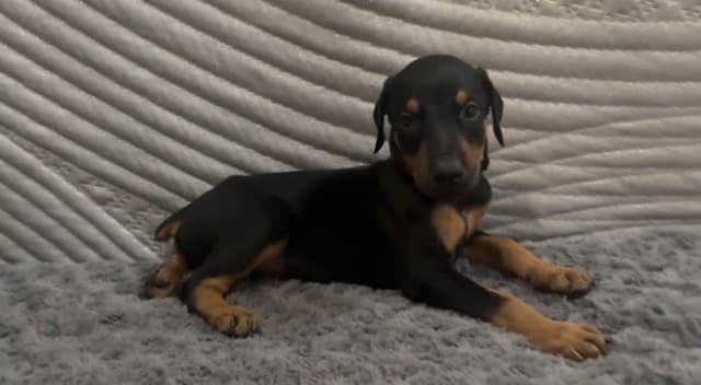 Doberman Pinscher Puppies media 14