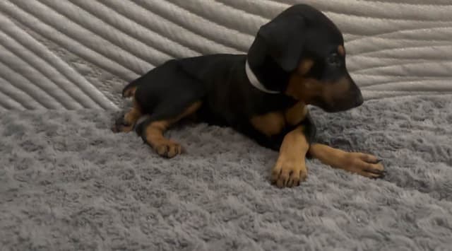 Doberman Pinscher Puppies media 17