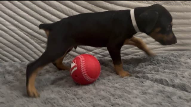 Doberman Pinscher Puppies media 15