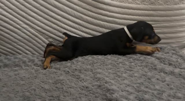 Doberman Pinscher Puppies media 16