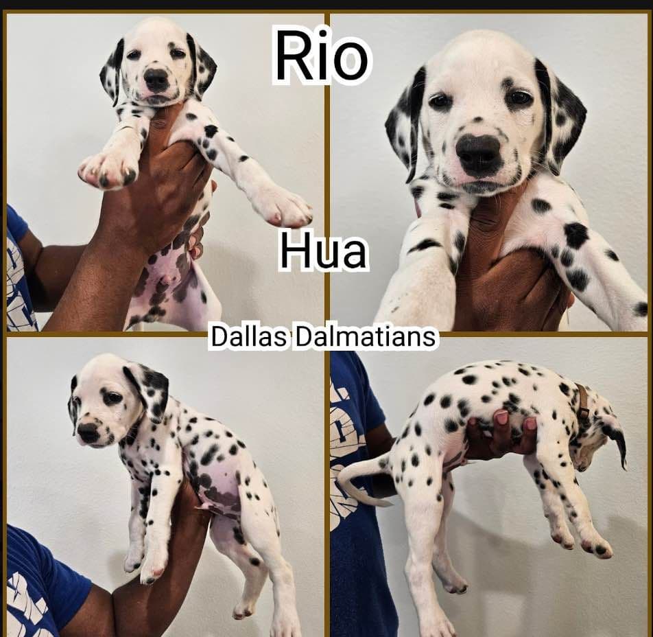 Dalmatian Puppies breeder image 1