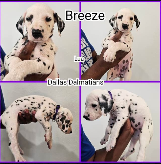Dalmatian Puppies media 2