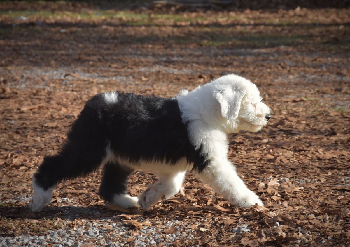 Old English Sheepdog Puppies breeder image 6