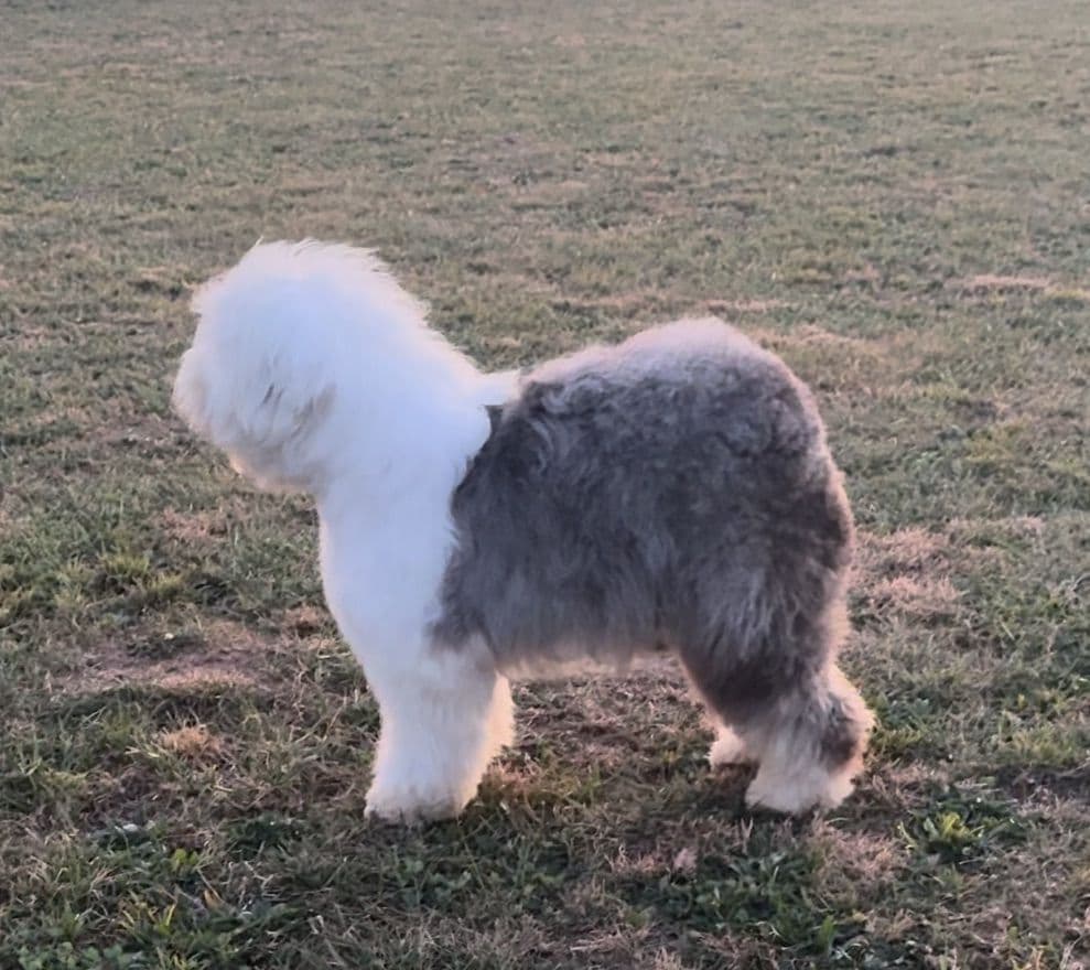 Old English Sheepdog Puppies breeder image 7