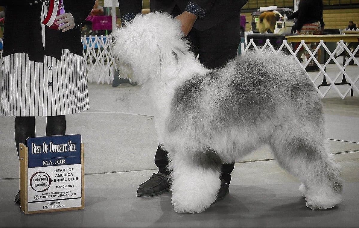 Old English Sheepdog Puppies breeder image 4