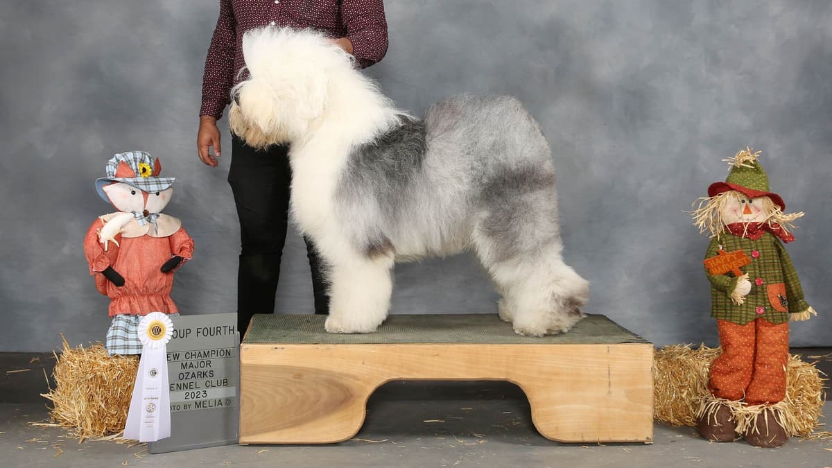 Old English Sheepdog Puppies breeder image 5