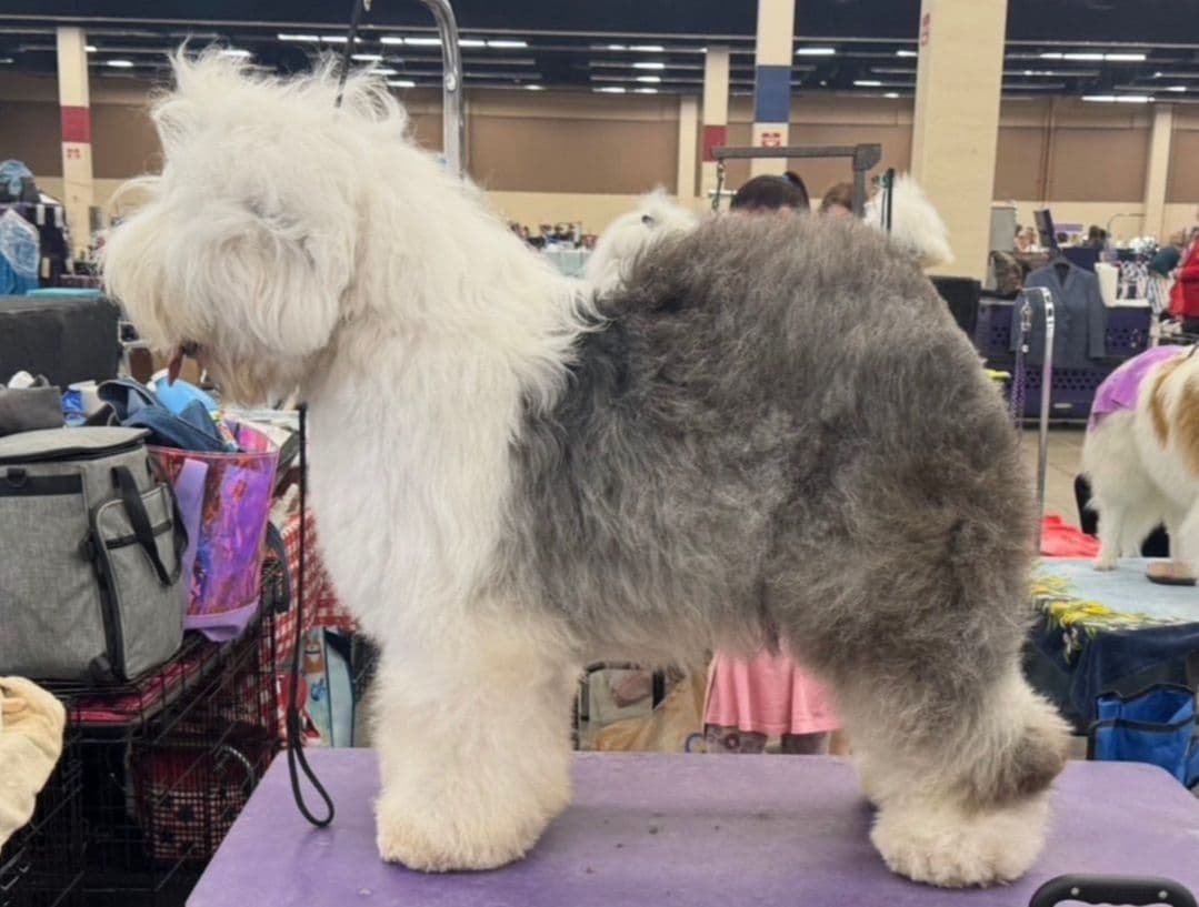 Old English Sheepdog Puppies breeder image 3