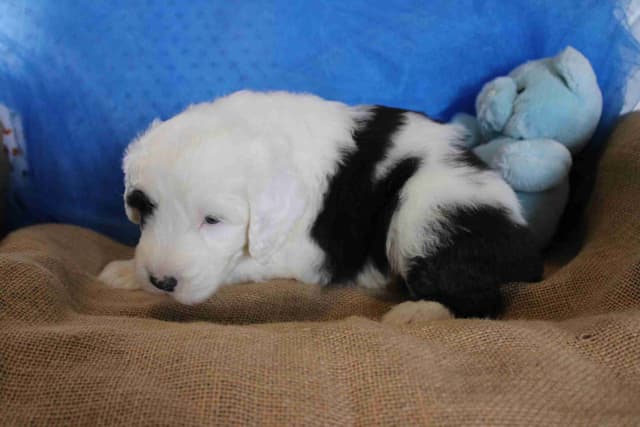 Old English Sheepdog Puppies media 2