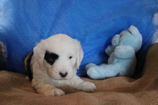 Old English Sheepdog Puppies media 3