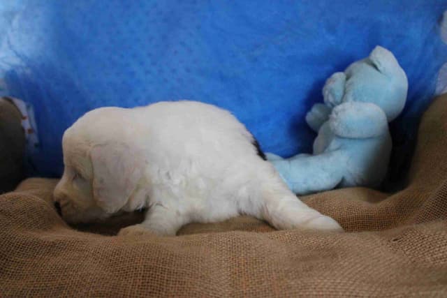 Old English Sheepdog Puppies media 5