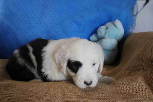 Old English Sheepdog Puppies media 6