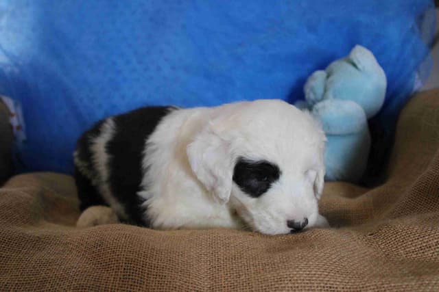 Old English Sheepdog Puppies media 7