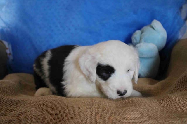 Old English Sheepdog Puppies media 8