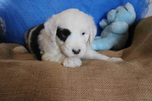 Old English Sheepdog Puppies media 9