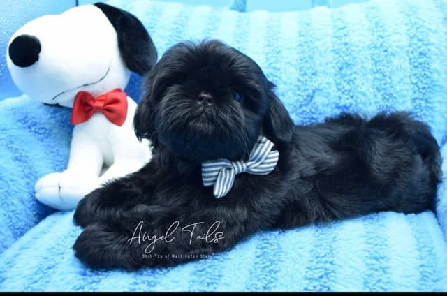AKC Shih Tzu Male Puppy media 2