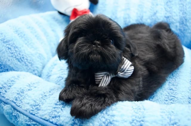 AKC Shih Tzu Male Puppy media 3