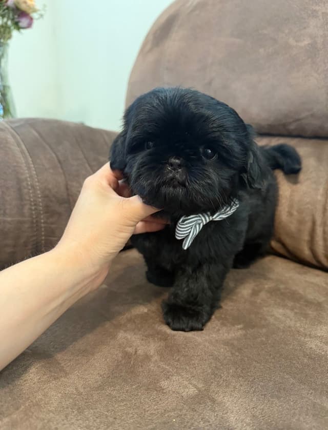 AKC Shih Tzu Male Puppy media 4