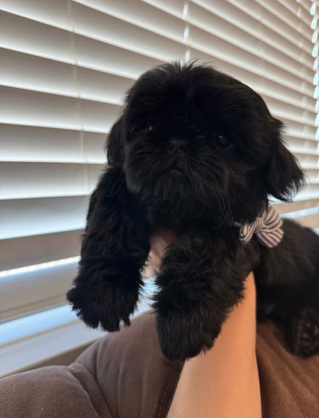 AKC Shih Tzu Male Puppy media 5