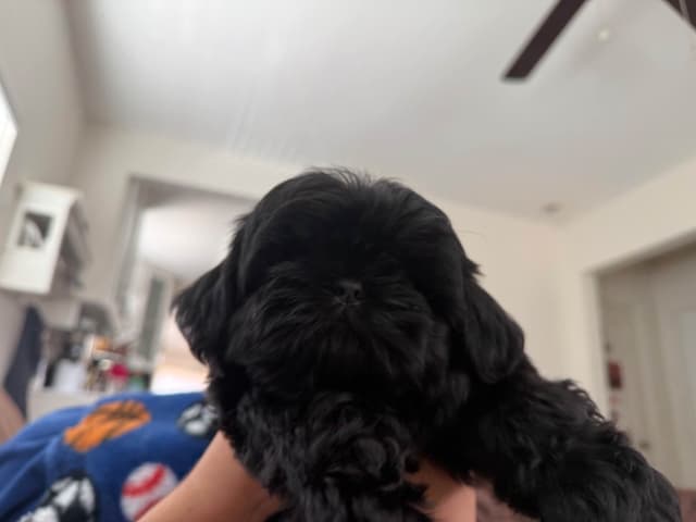 AKC Shih Tzu Male Puppy media 6