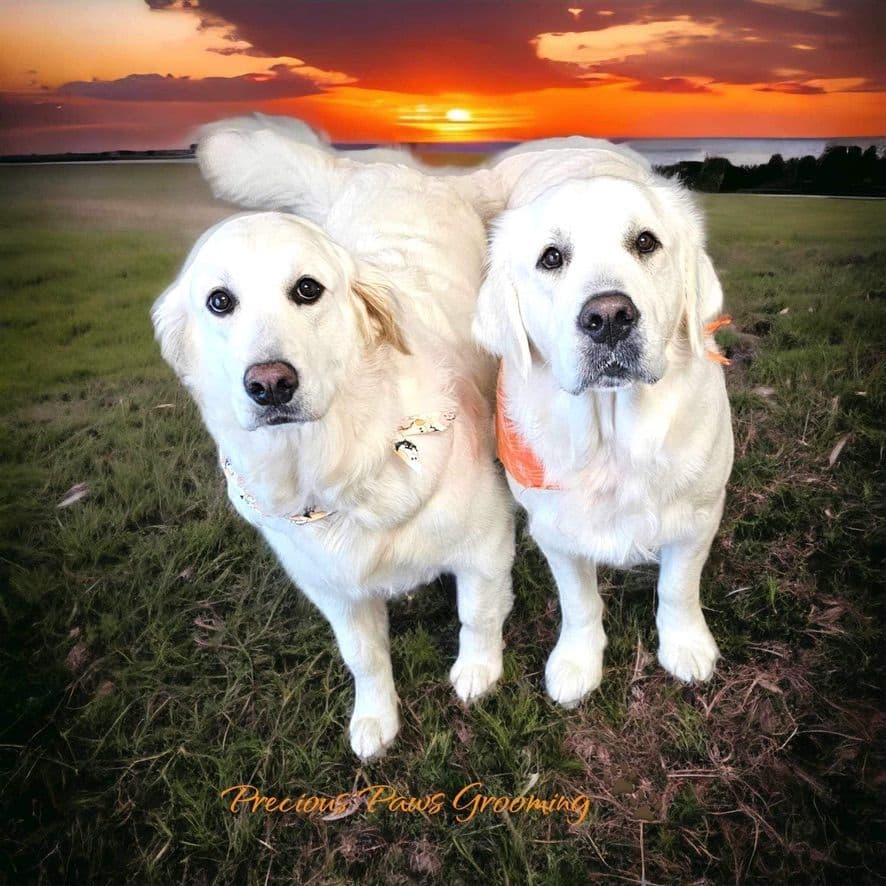 Golden Retriever Puppies breeder image 2
