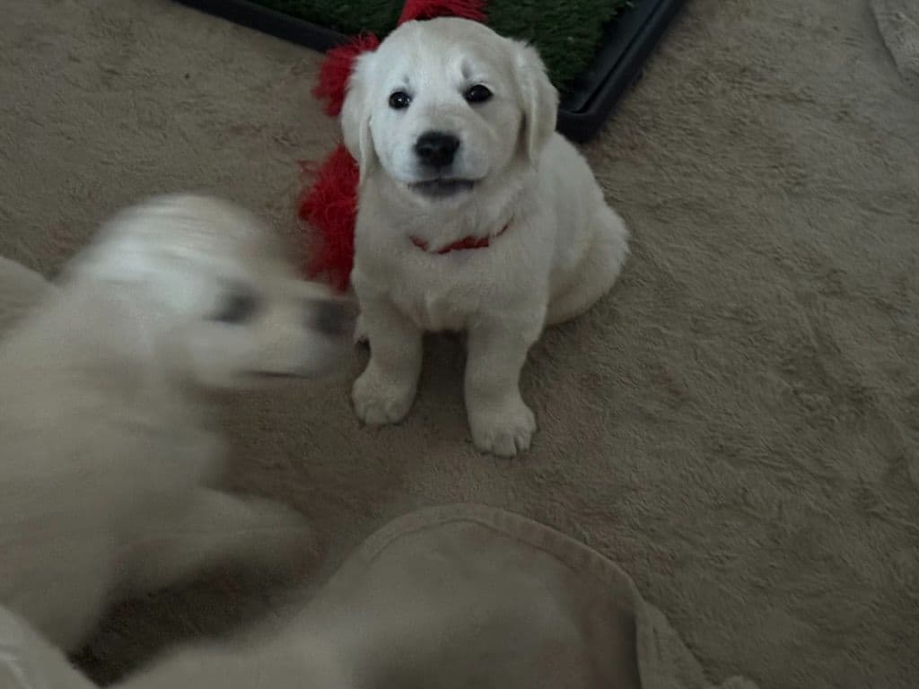 Golden Retriever Puppies breeder image 3