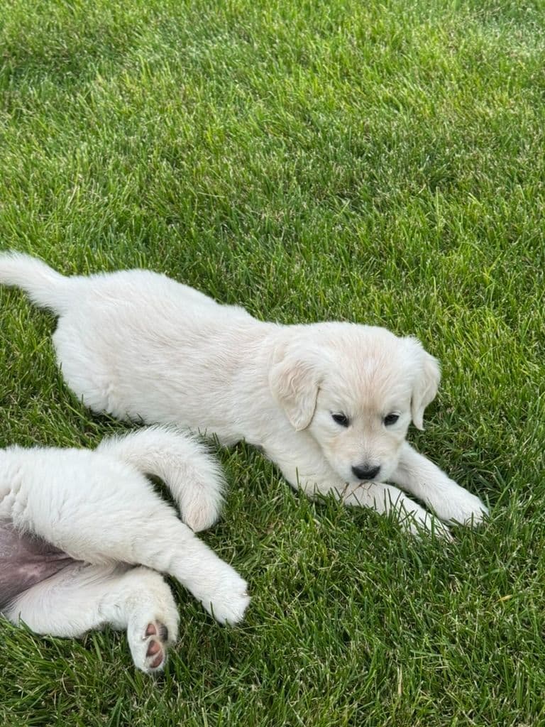 Golden Retriever Puppies breeder image 4