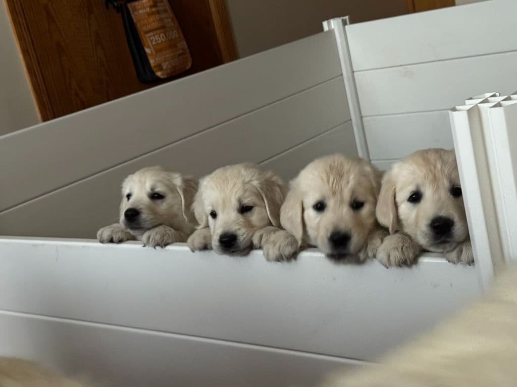 Golden Retriever Puppies breeder image 5