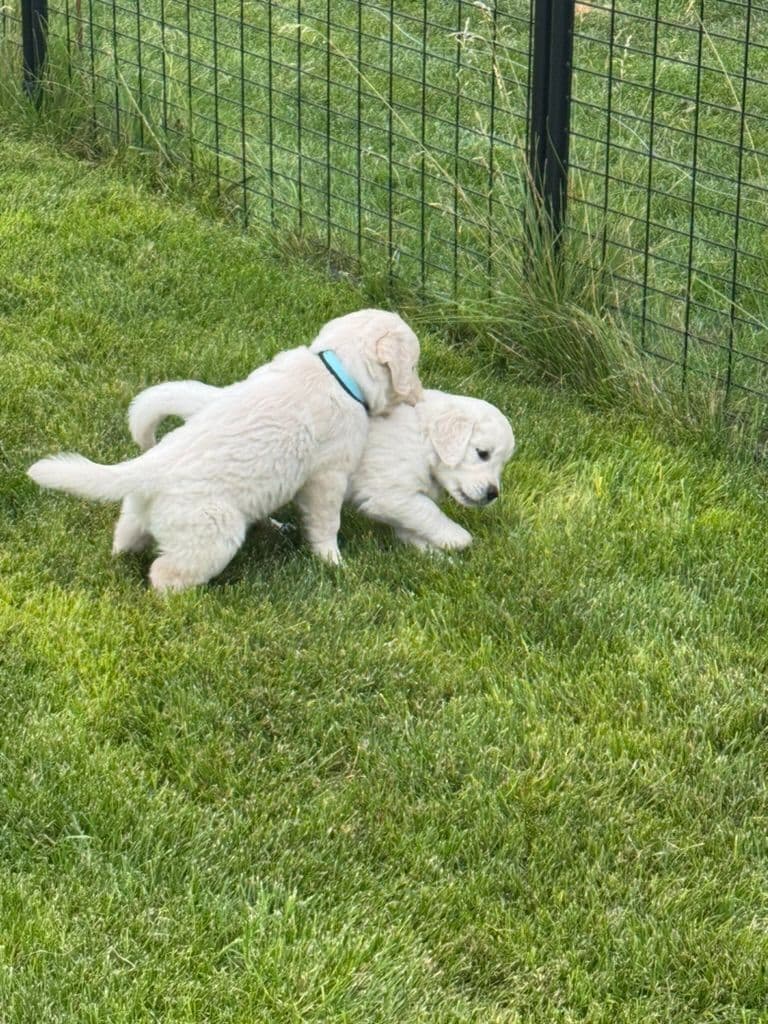 Golden Retriever Puppies breeder image 6