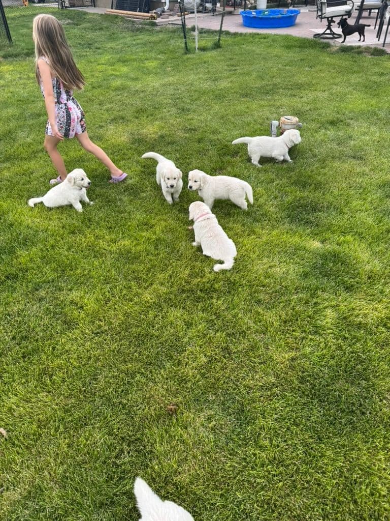 Golden Retriever Puppies breeder image 7