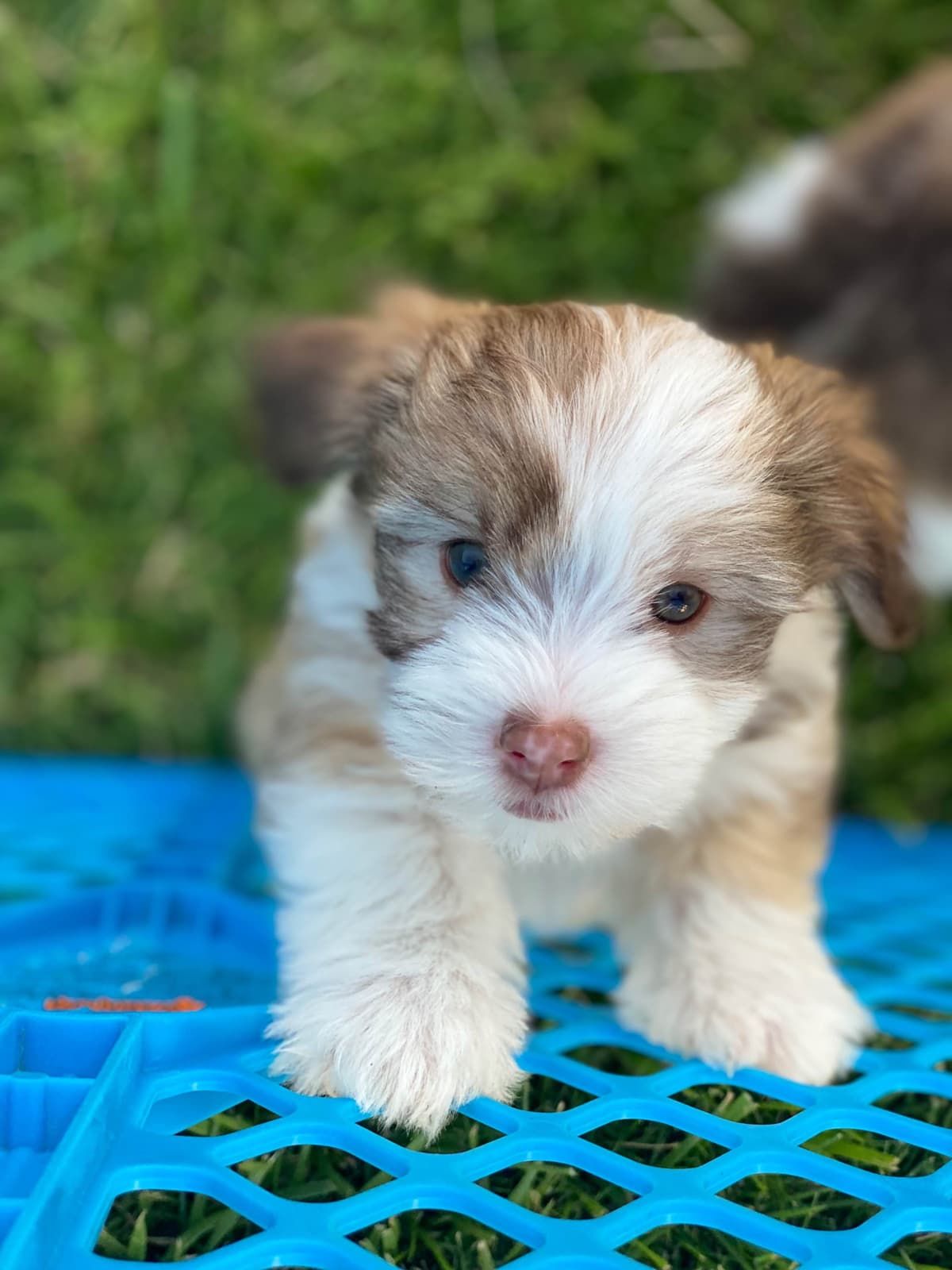 Havanese Puppies breeder image 2