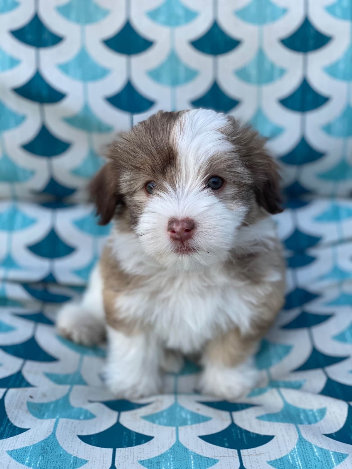 Havanese Puppies breeder image 3