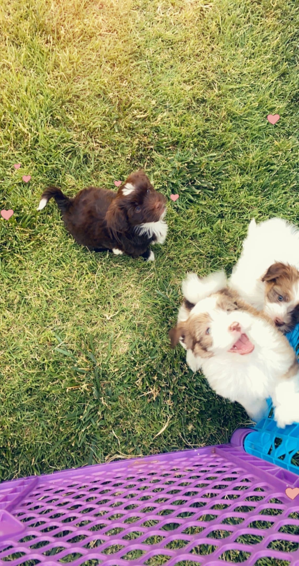 Havanese Puppies breeder image 7