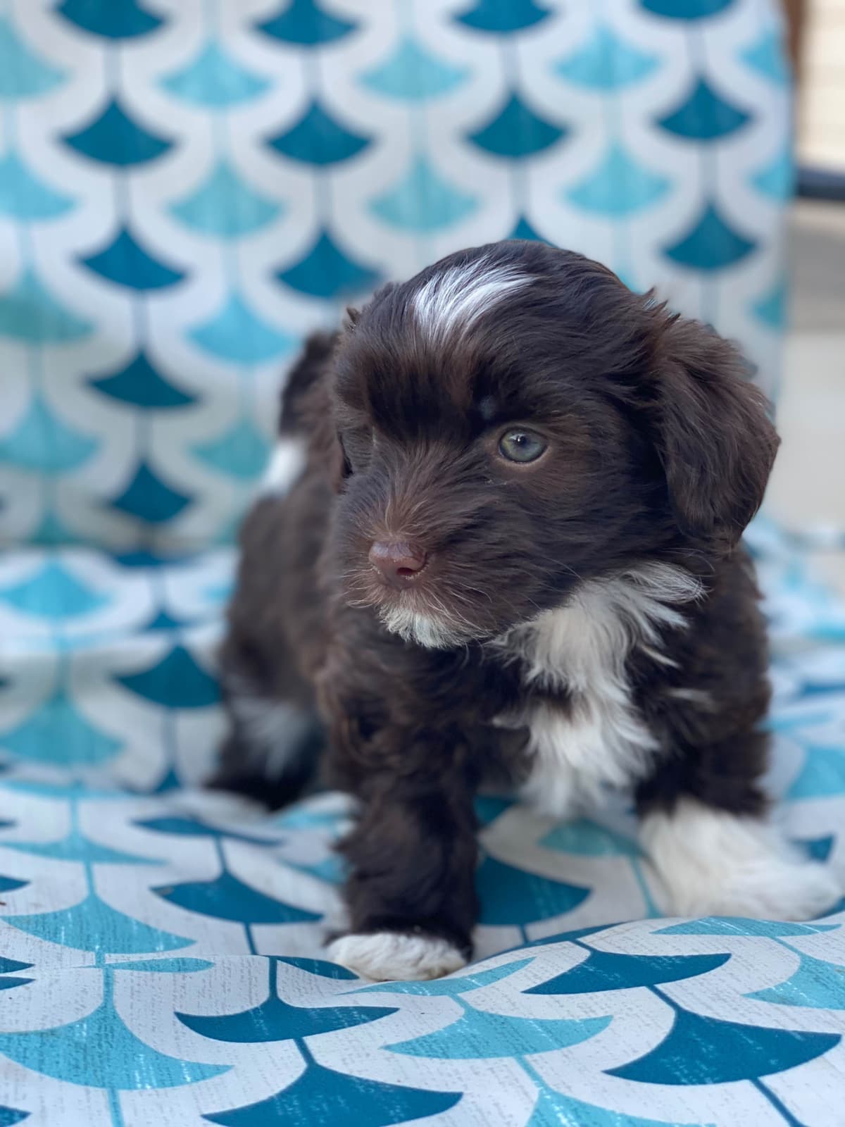 Havanese Puppies breeder image 4