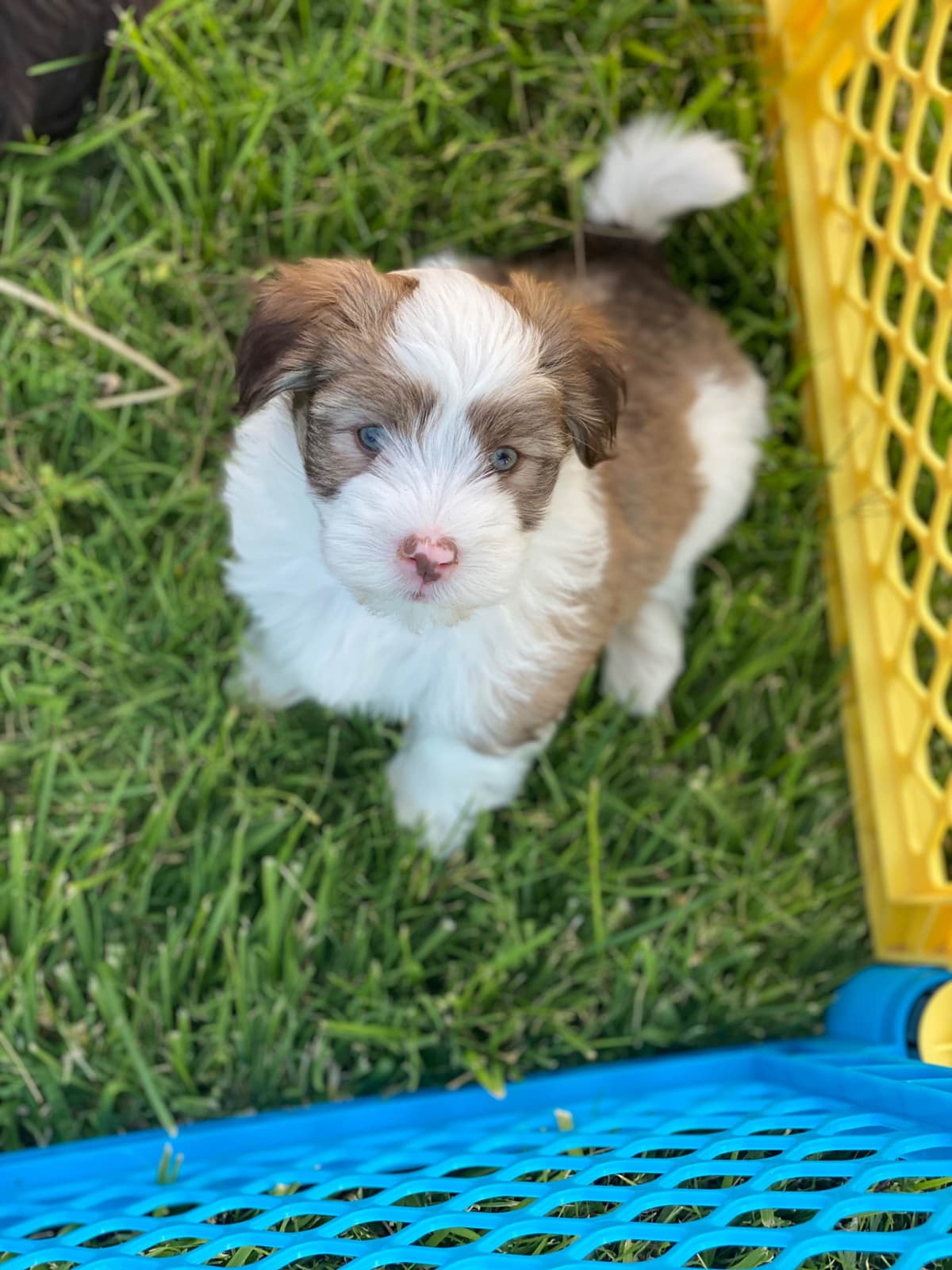 Havanese Puppies breeder image 5