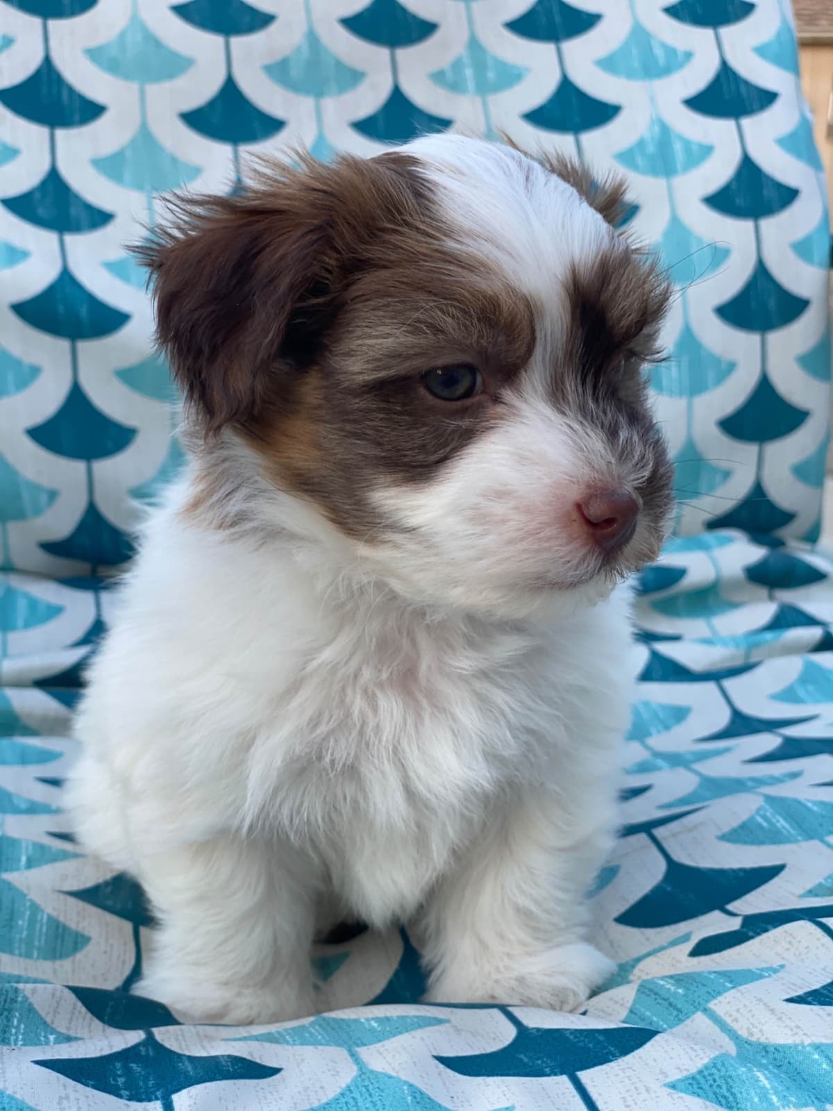 Havanese Puppies breeder image 6
