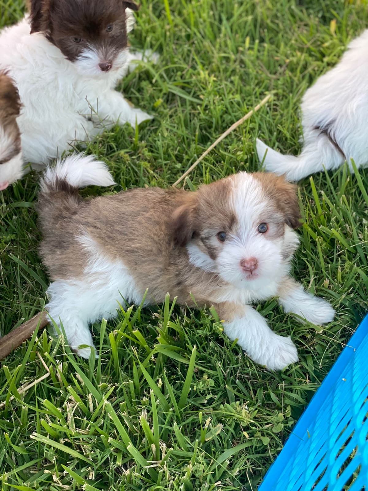 Havanese Puppies breeder image 8