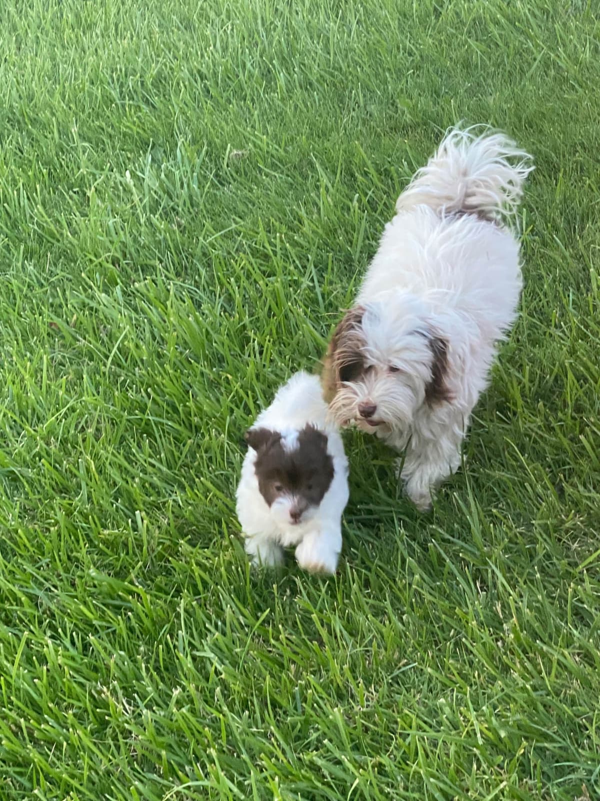 Havanese Puppies breeder image 9