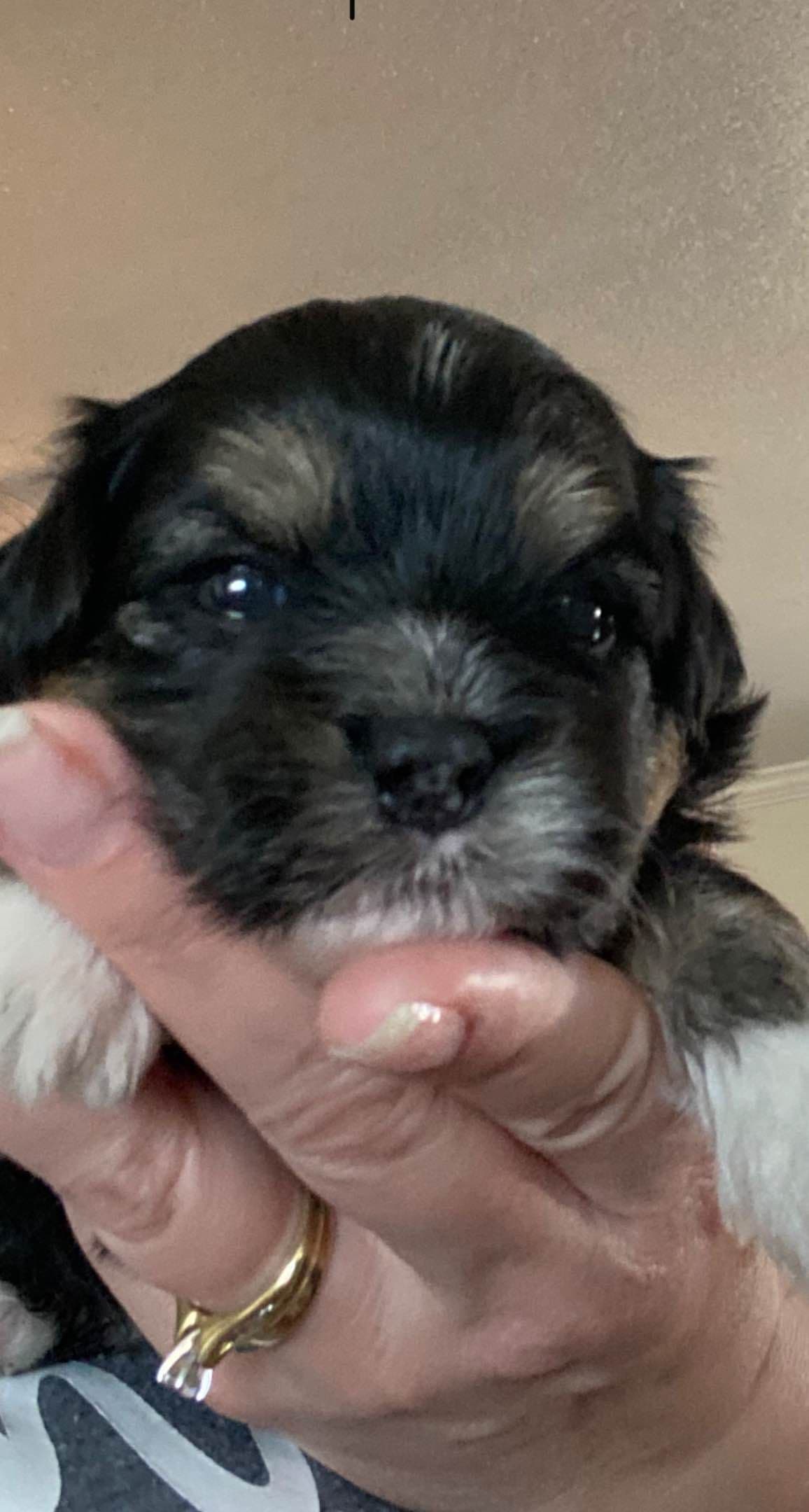 Havanese Puppies breeder image 11