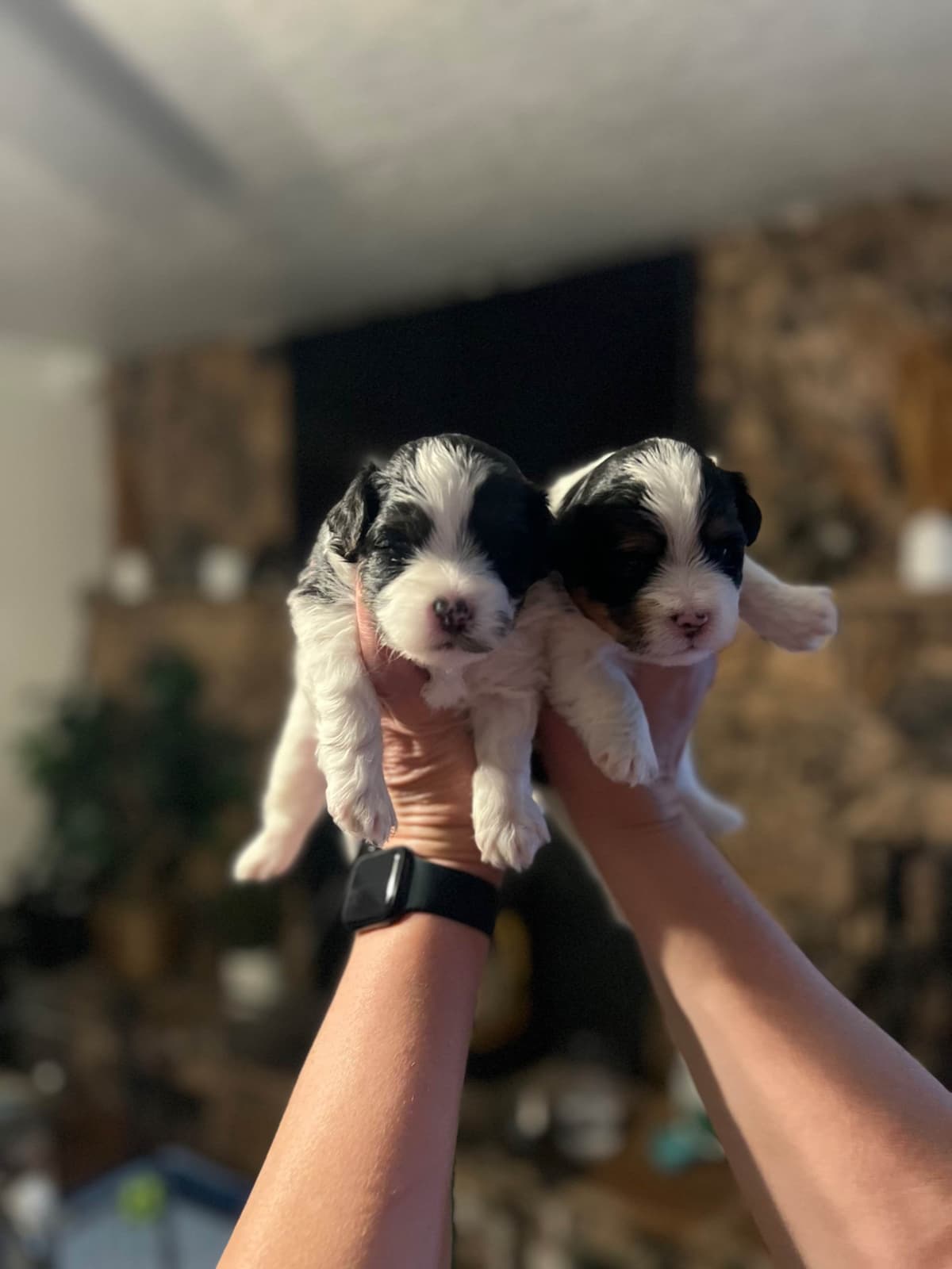 Havanese Puppies breeder image 12